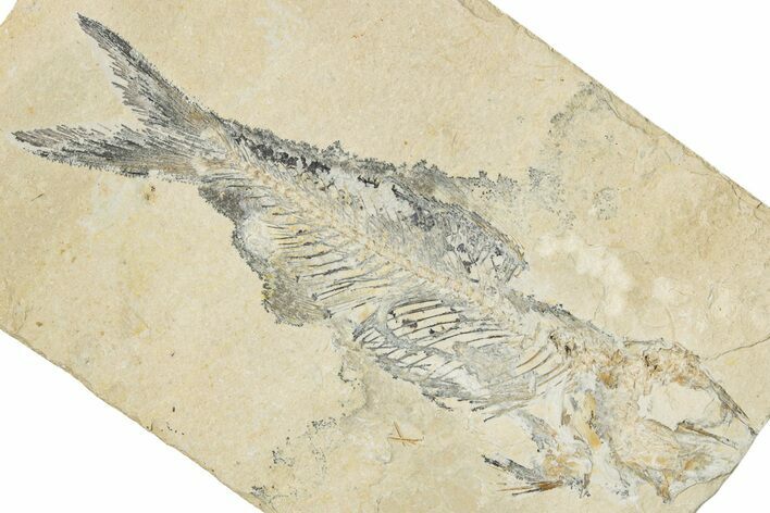 Cretaceous Fossil Fish (Scombroclupea?) - Lebanon #256022